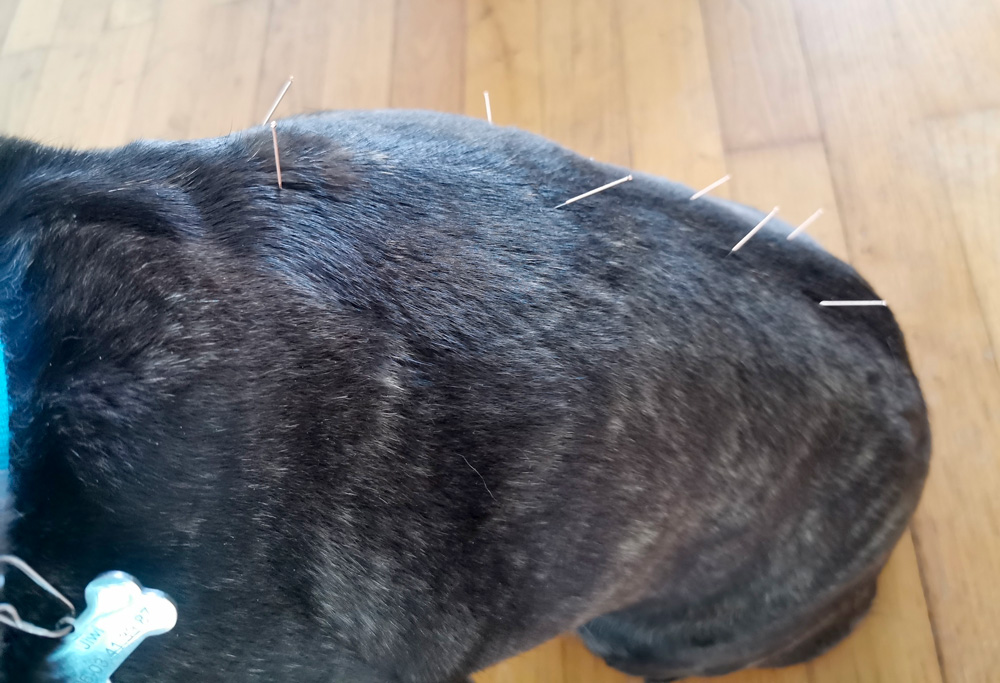 Acupuncture chien